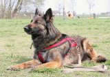 Chiot de race Berger Belge Tervueren femelle à vendre