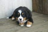 Chiots de race Bouvier Bernois à vendre (1 femelle & 1 mâle)