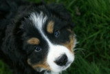Chiots de race Bouvier Bernois à vendre (1 femelle & 1 mâle)