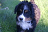 Chiots de race Bouvier Bernois à vendre (1 femelle & 1 mâle)