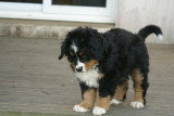 Chiots de race Bouvier Bernois à vendre (1 femelle & 1 mâle)