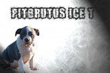 Chiots de race American Staffordshire Terrier à vendre (1 femelle & 1 mâle)