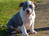 Chiots de race American Staffordshire Terrier à vendre (1 femelle & 1 mâle)