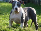 Chiots de race American Staffordshire Terrier à vendre (1 femelle & 1 mâle)