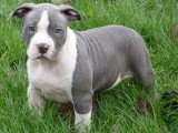Chiots de race American Staffordshire Terrier à vendre (1 femelle & 1 mâle)