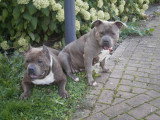 Chiots de race American Staffordshire Terrier à vendre (1 femelle & 1 mâle)