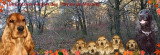 Chien de race Cocker Anglais femelle à vendre