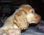Chien de race Cocker Anglais femelle à vendre