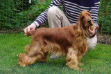 Chien de race Cocker Anglais femelle à vendre
