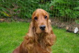 Chien de race Cocker Anglais femelle à vendre