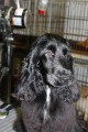 Chien de race Cocker Anglais femelle à vendre