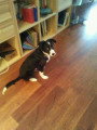 Chiot de race Border Collie femelle à vendre