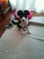 Chiot de race Border Collie femelle à vendre