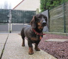 Chien de race Teckel mâle à donner