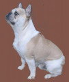 De race Bouledogue Français disponible pour saillie