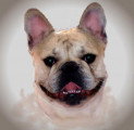 De race Bouledogue Français disponible pour saillie