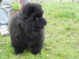 Chiot de race Chow Chow Femelle à vendre