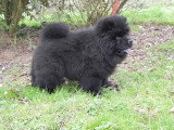 Chiot de race Chow Chow Femelle à vendre