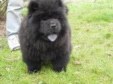 Chiot de race Chow Chow Femelle à vendre