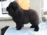 Chiot de race Chow Chow femelle à vendre