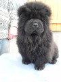 Chiot de race Chow Chow femelle à vendre