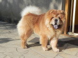 Chiot de race Chow Chow femelle à vendre