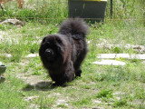 Chiot de race Chow Chow femelle à vendre