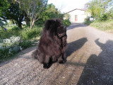 Chiot de race Chow Chow femelle à vendre