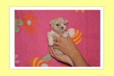 Chiots de race Coton de Tuléar à vendre (2 femelles & 2 mâles)