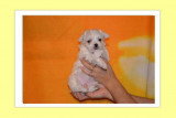 Chiots de race Coton de Tuléar à vendre (2 femelles & 2 mâles)