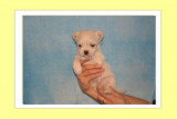 Chiots de race Coton de Tuléar à vendre (2 femelles & 2 mâles)