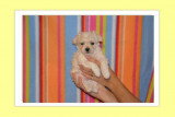 Chiots de race Coton de Tuléar à vendre (2 femelles & 2 mâles)