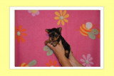 Chiots de race Yorkshire Terrier à vendre (2 femelles & 2 mâles)