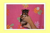 Chiots de race Yorkshire Terrier à vendre (2 femelles & 2 mâles)