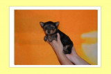 Chiots de race Yorkshire Terrier à vendre (2 femelles & 2 mâles)