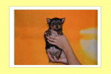 Chiots de race Yorkshire Terrier à vendre (2 femelles & 2 mâles)