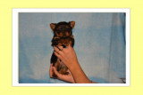 Chiots de race Yorkshire Terrier à vendre (2 femelles & 2 mâles)