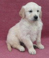 Chien de race Golden Retriever femelle à vendre