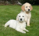 Chien de race Golden Retriever femelle à vendre