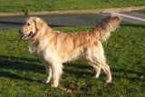 Chien de race Golden Retriever femelle à vendre