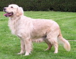 Chien de race Golden Retriever femelle à vendre