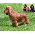Chien de race Cocker Anglais Femelle à vendre