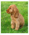 Chien de race Cocker Anglais Femelle à vendre