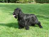 Chien de race Cocker Anglais Femelle à vendre
