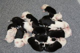 Chiots de race Bobtail à vendre (4 femelles & 4 mâles)