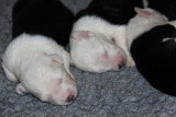 Chiots de race Bobtail à vendre (4 femelles & 4 mâles)