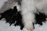 Chiots de race Bobtail à vendre (4 femelles & 4 mâles)