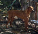Chiots de race Rhodesian Ridgeback à vendre (5 femelles & 5 mâles)