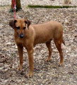 Chiots de race Rhodesian Ridgeback à vendre (5 femelles & 5 mâles)