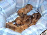 Chiots de race Rhodesian Ridgeback à vendre (5 femelles & 5 mâles)